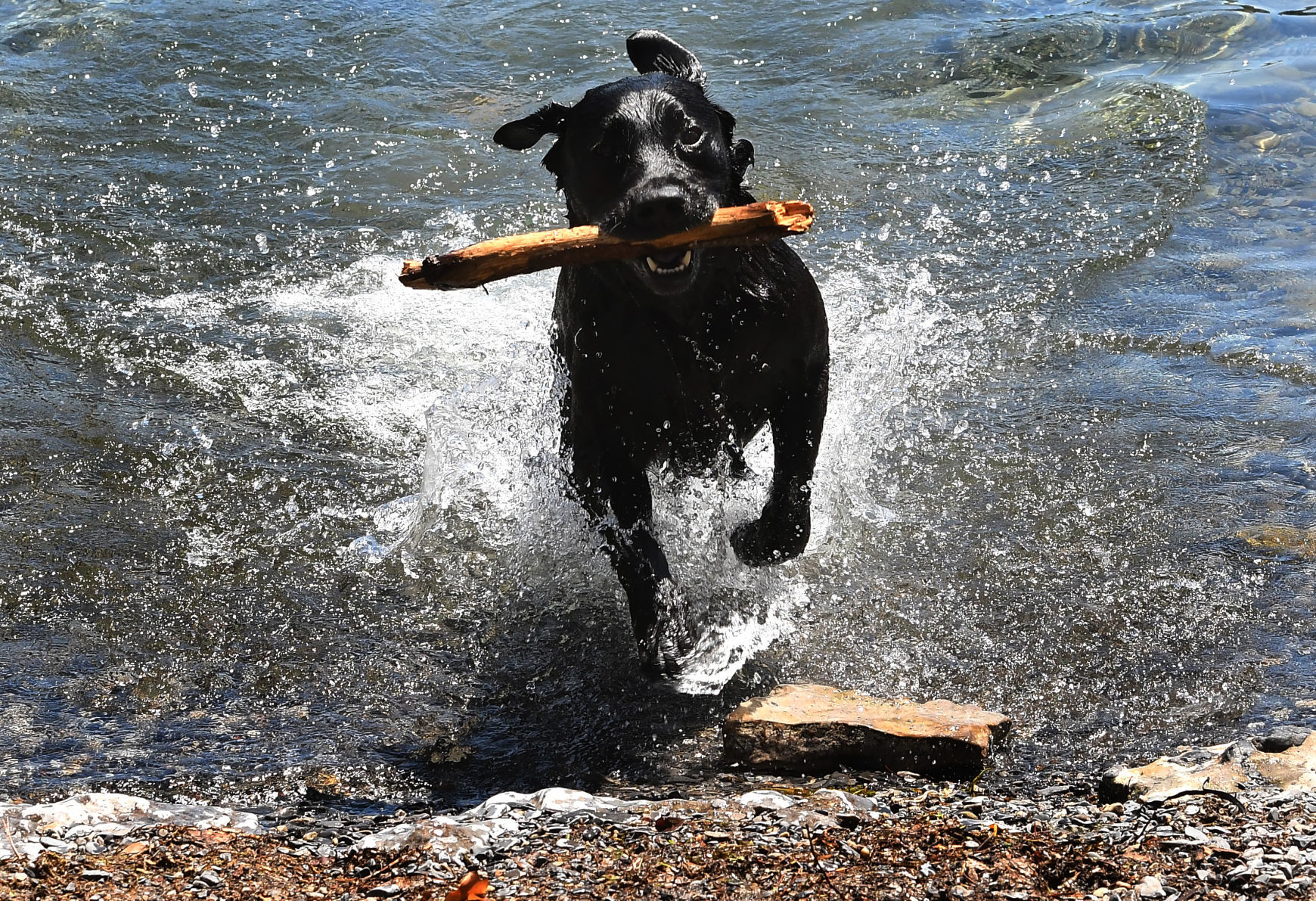 Fetch 5